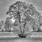 Baum im Winter