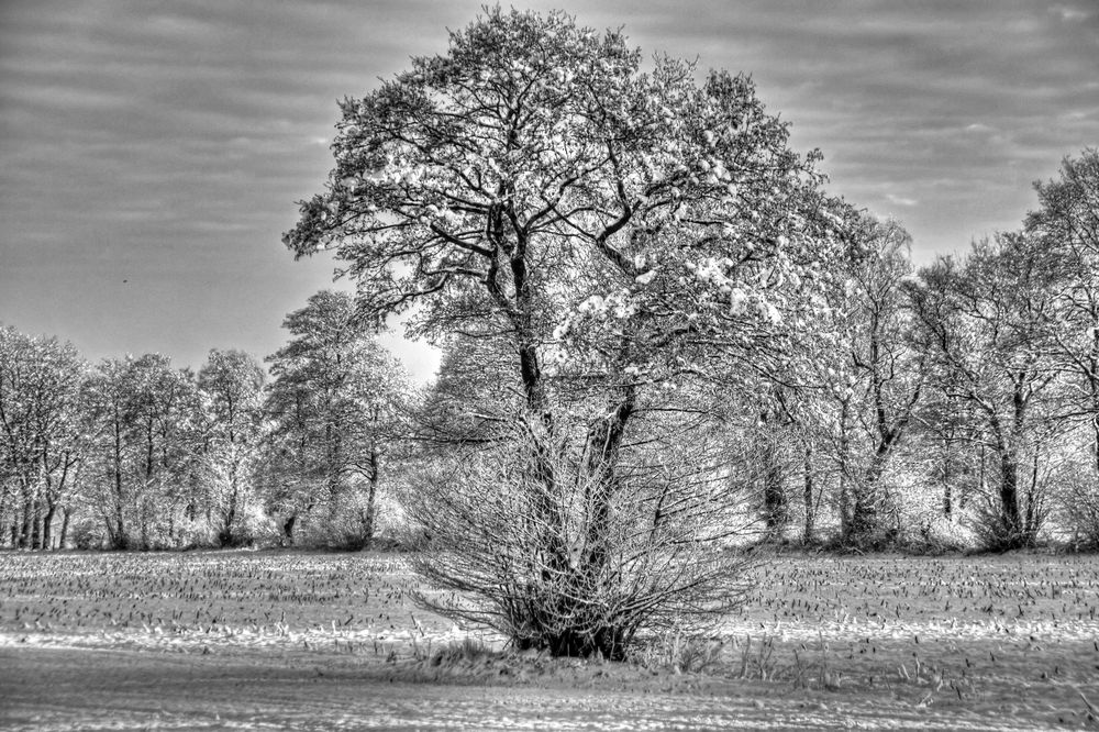 Baum im Winter