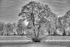 Baum im Winter