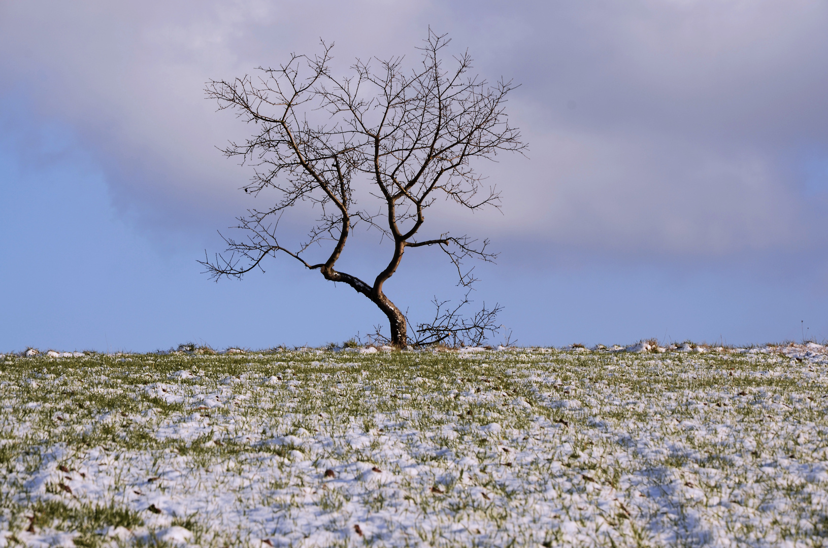 Baum im Winter