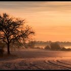 Baum im Winter...