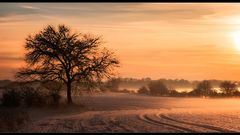 Baum im Winter...