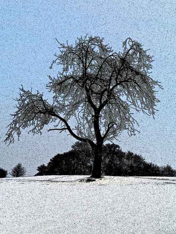 baum im winter