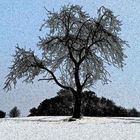 baum im winter