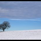 Baum im Winter