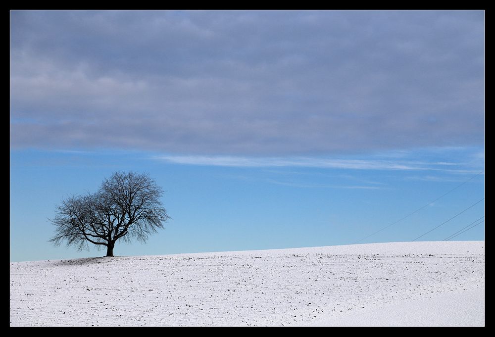 Baum im Winter