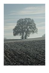 Baum im Winter