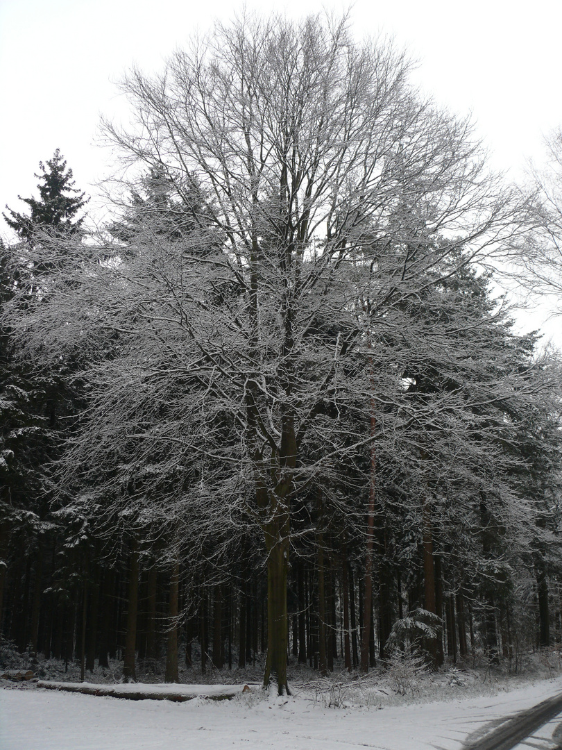 Baum im Winter