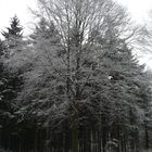 Baum im Winter