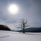 Baum im Winter