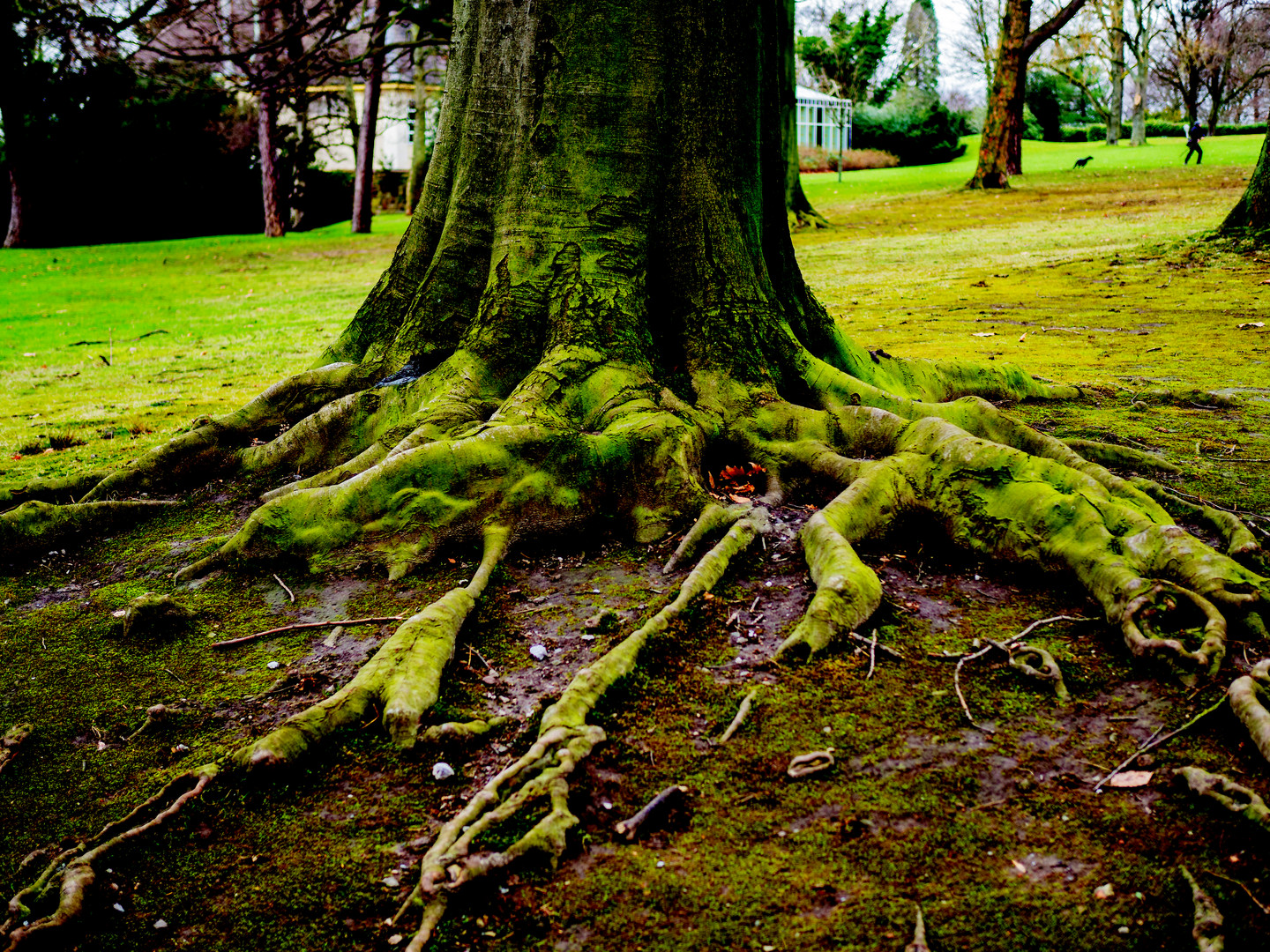 Baum im Winter