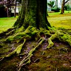 Baum im Winter