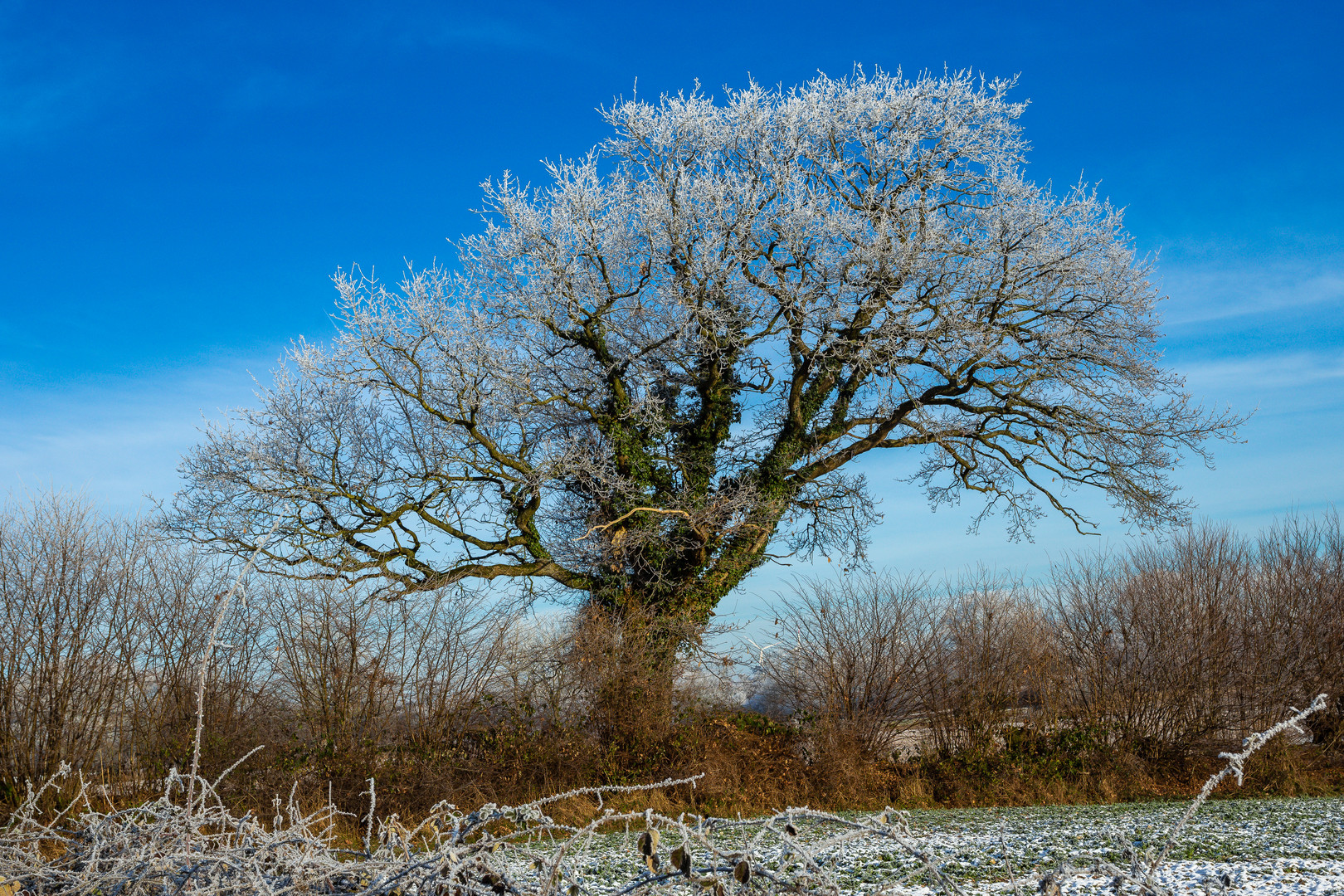 Baum im Winter