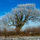 Baum im Winter