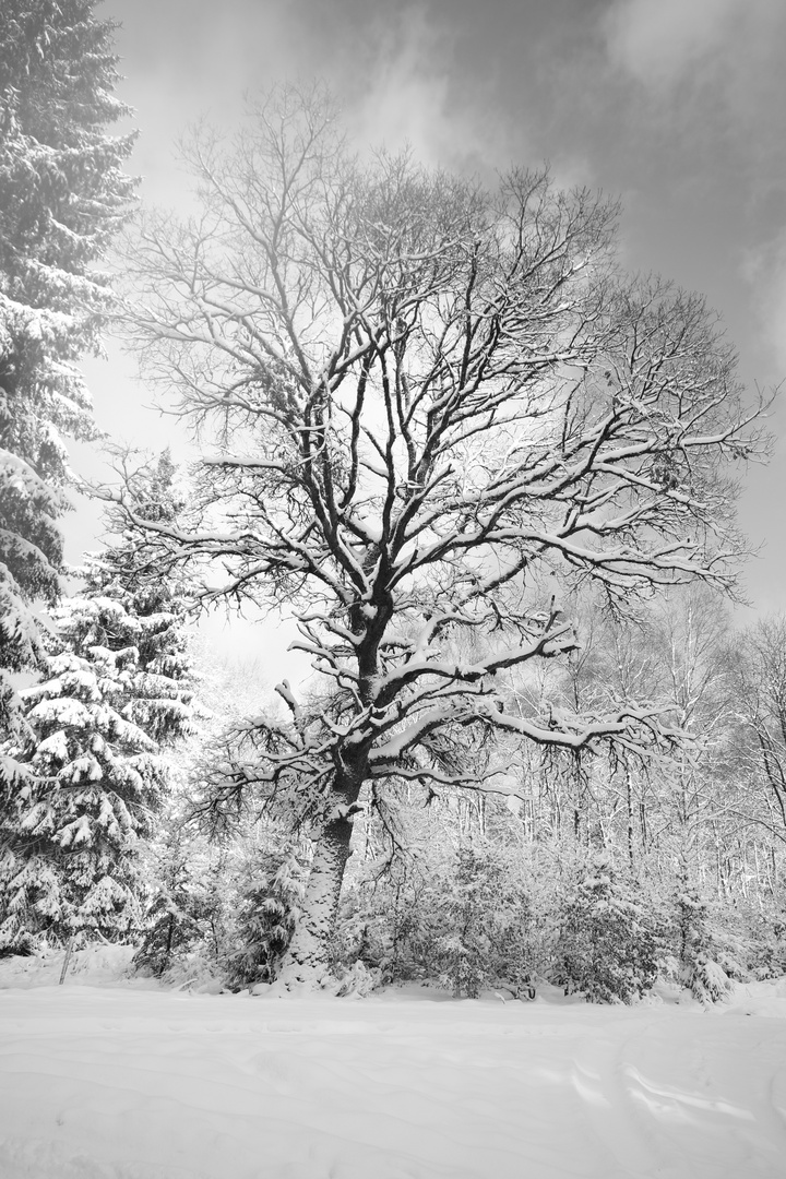 Baum im Winter