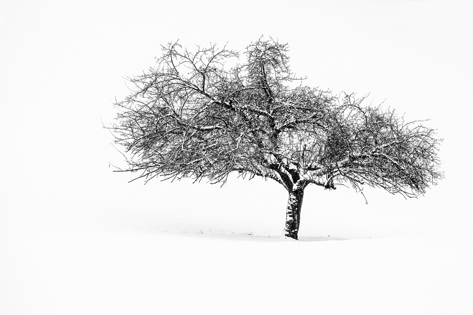 Baum im Winter