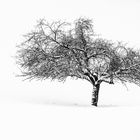 Baum im Winter