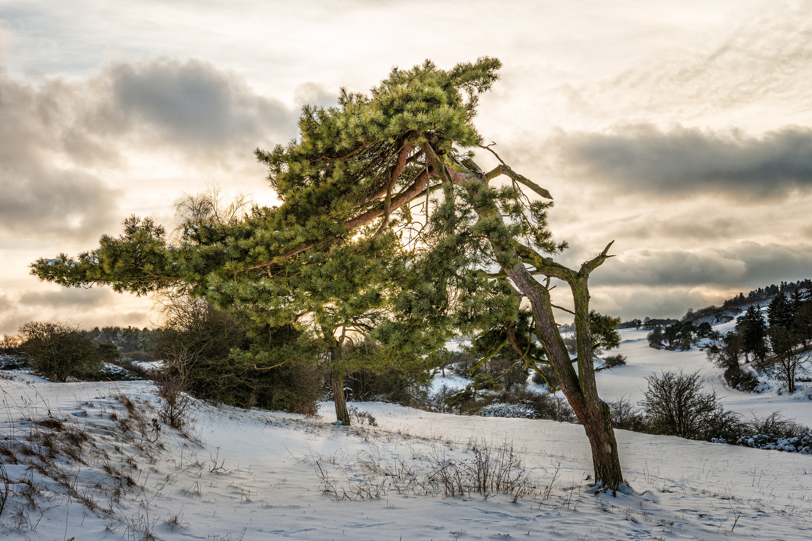Baum im Winter II