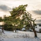 Baum im Winter II