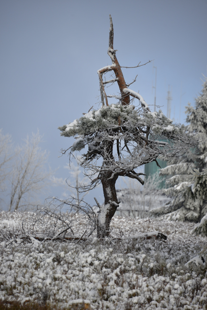 Baum im Winter mit abgebrochener Spitze