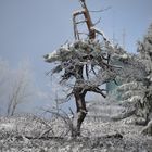 Baum im Winter mit abgebrochener Spitze