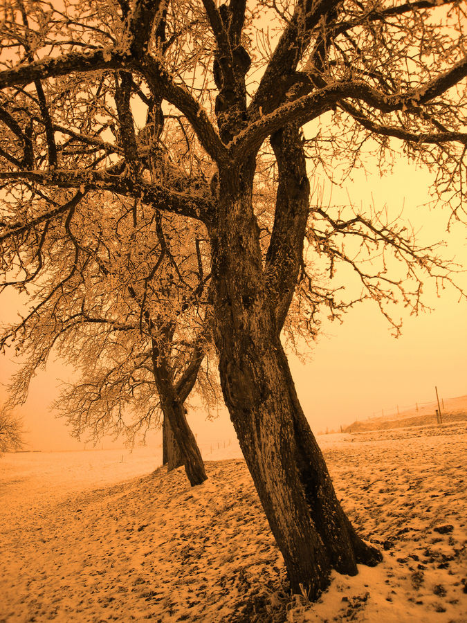 Baum im Winter (Mühlviertel)