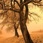 Baum im Winter (Mühlviertel)