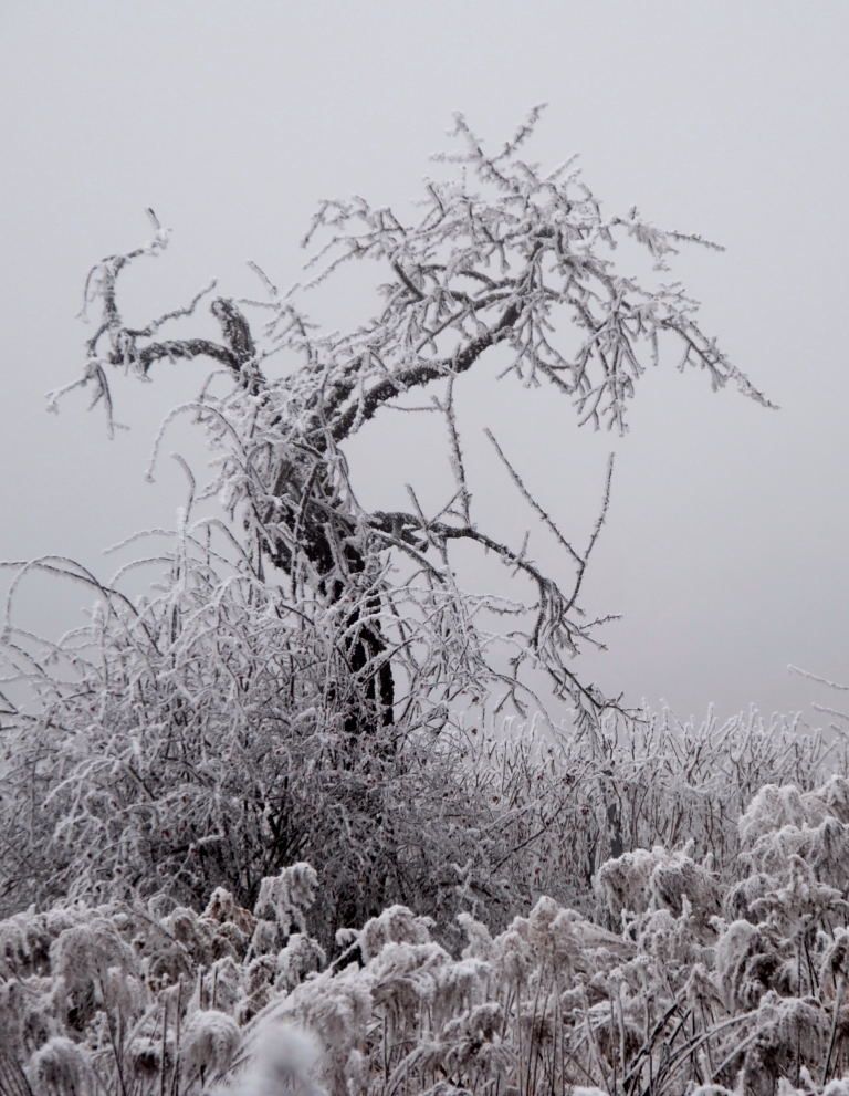 Baum im Winter-Nebel