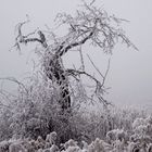 Baum im Winter-Nebel