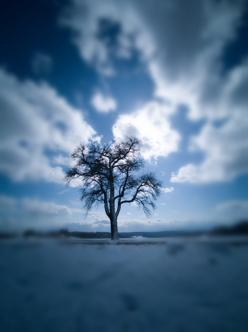 Baum im Winter Vignette 4