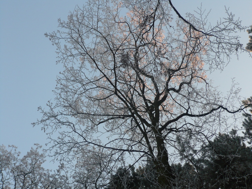 Baum im Winter+Abendrot