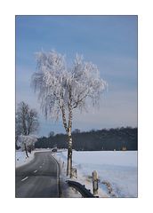 baum im winterkleid