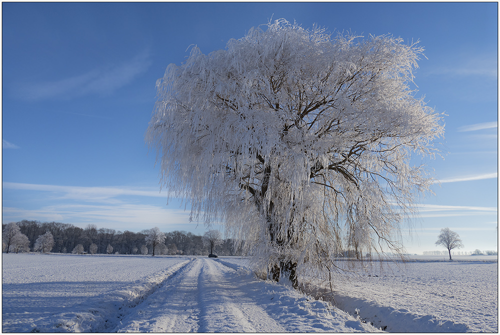 Baum im Winterkleid..