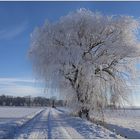 Baum im Winterkleid..