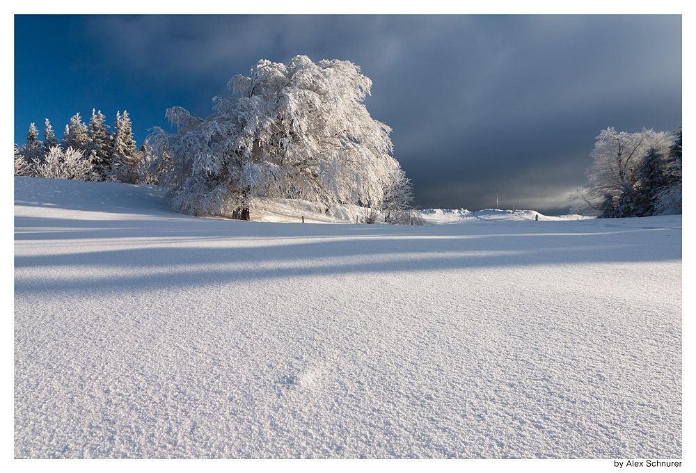 Baum im Winterkleid