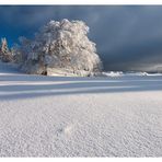 Baum im Winterkleid