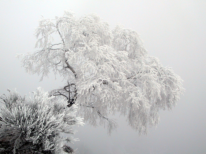 Baum im Winterkleid