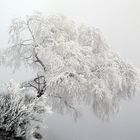 Baum im Winterkleid