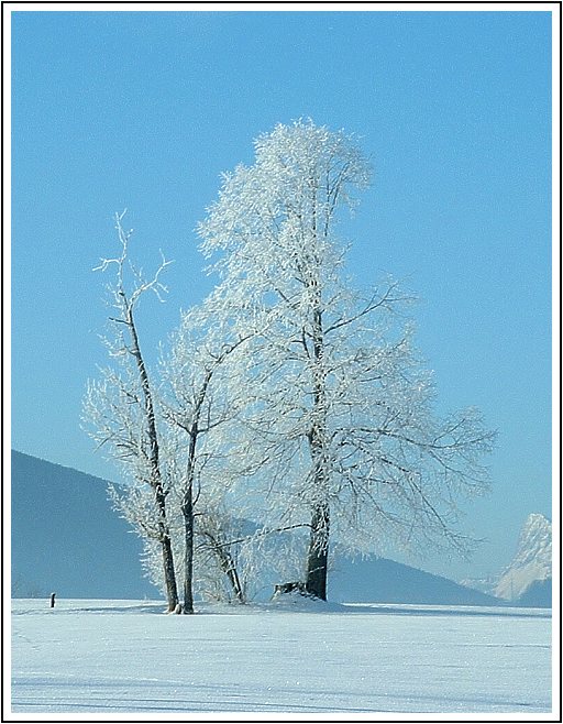 Baum im Winterkleid