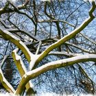 Baum im Winterkleid