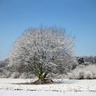 Baum im Winterkleid
