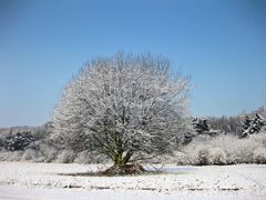 Baum im Winterkleid