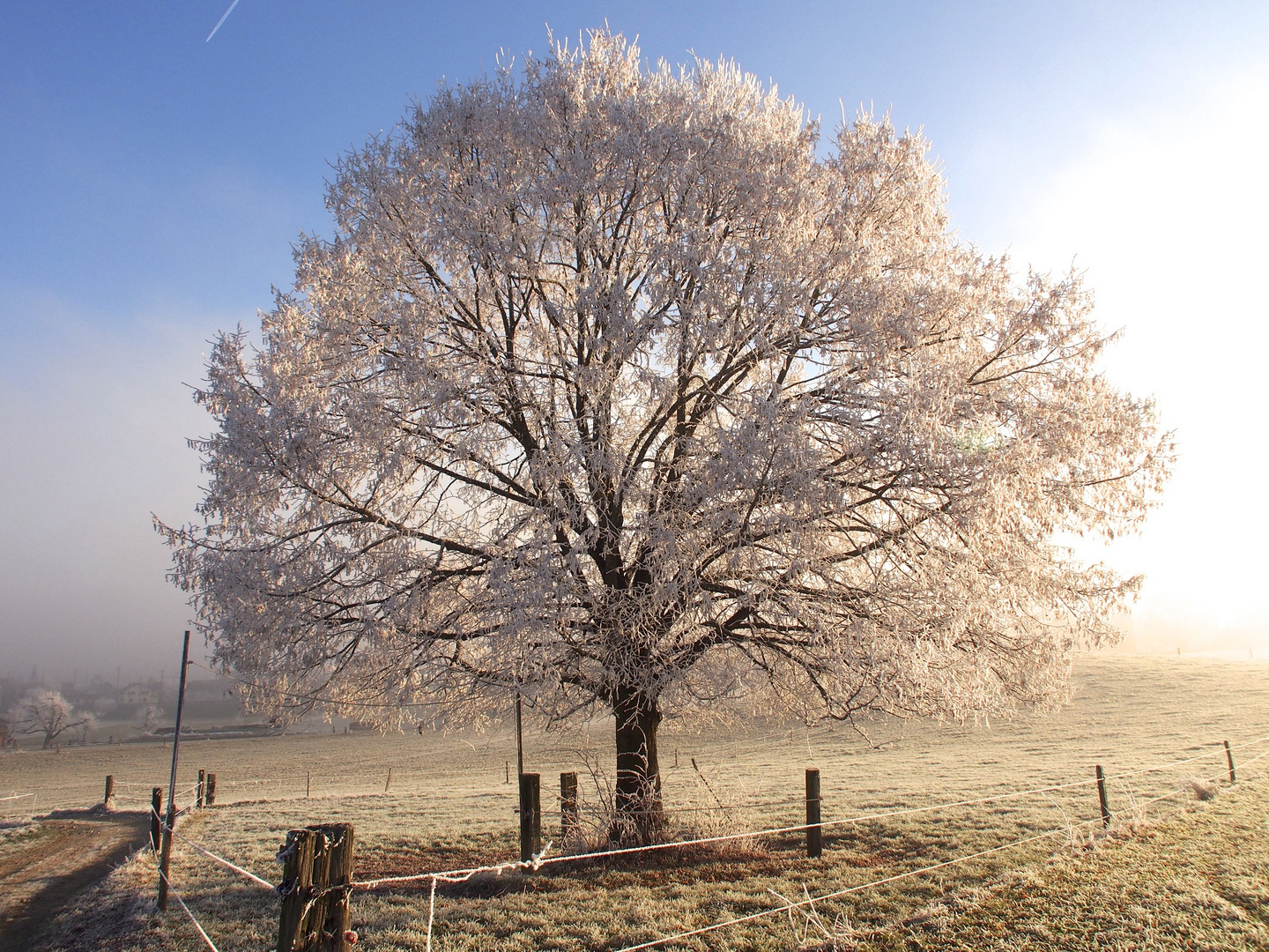 Baum im Winterkleid