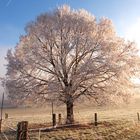 Baum im Winterkleid