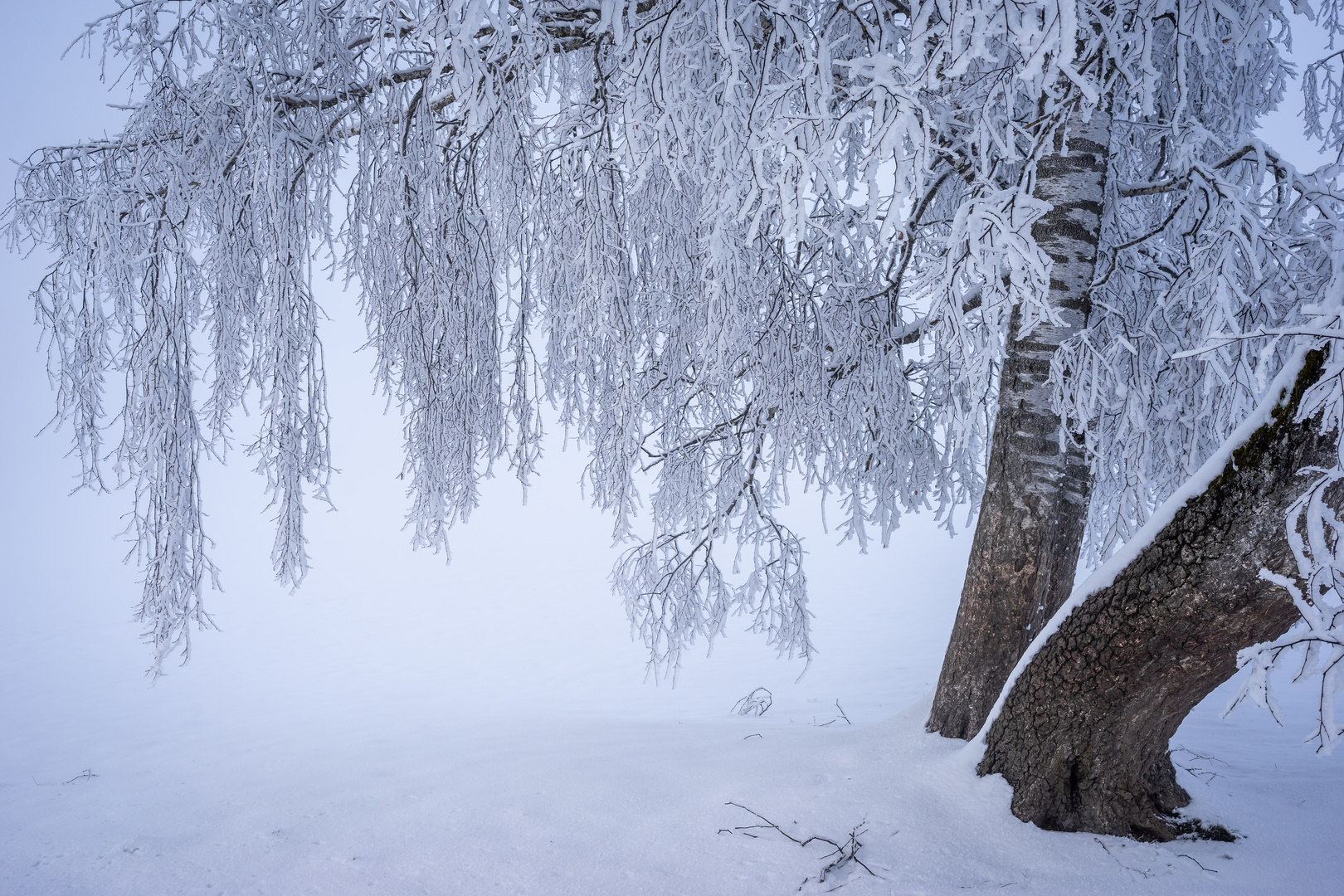 Baum im Winterkleid