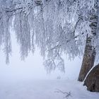 Baum im Winterkleid