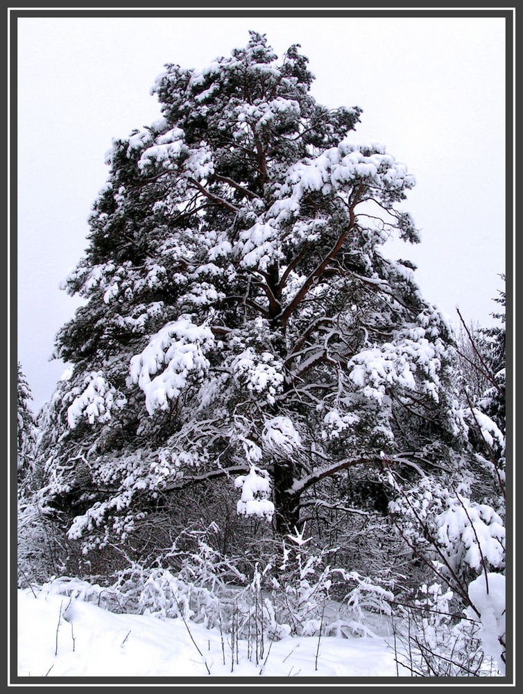 Baum im Winterkleid .......