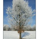 Baum im Winterkleid