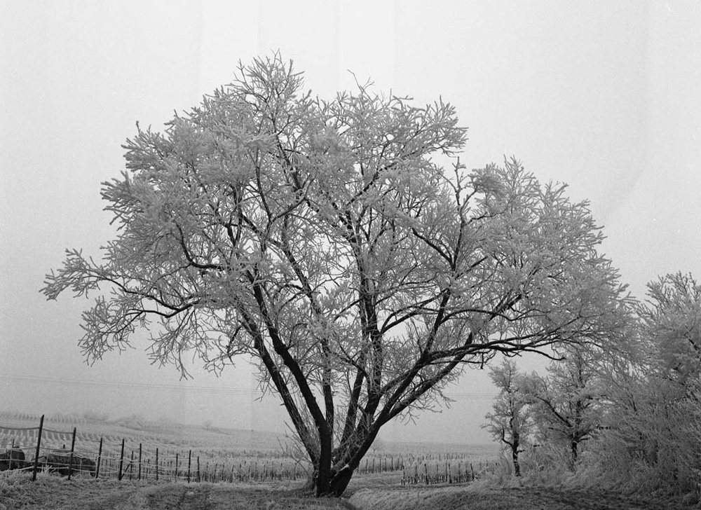 Baum im Winterlicht