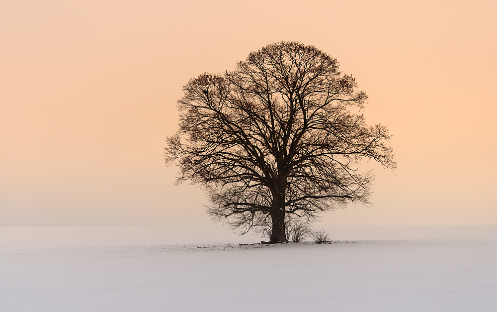 Baum im Winterlicht